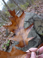 Quercus marilandica × velutina