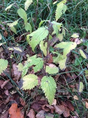 Urtica dioica