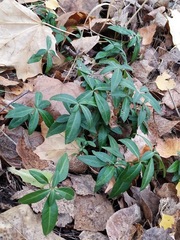 Vinca minor