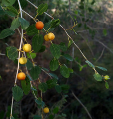 Ziziphus spina-christi