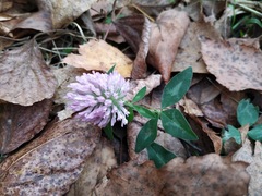 Trifolium pratense