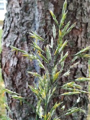 Bromus inermis