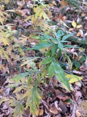Artemisia vulgaris