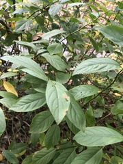 Itea