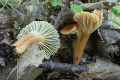 Gliophorus perplexus