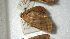 Agrochola nitida