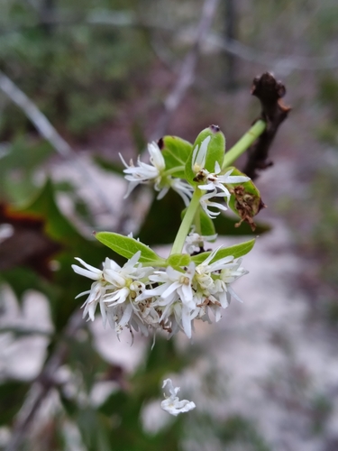 Pygmy fringetree (Chionanthus pygmaeus)