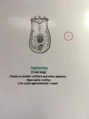 Asplanchna