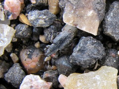 Sitona cylindricollis