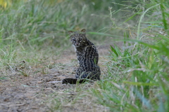 Leopardus guttulus
