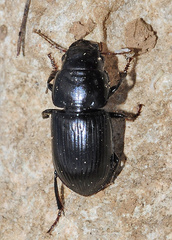 Acinopus almeriensis