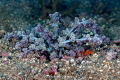 Actinodendron alcyonoideum