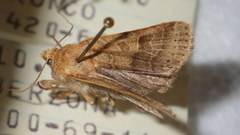 Agrochola nitida