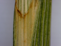 Carex brevior