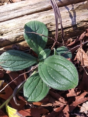 Lithospermum tuberosum
