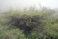 Ploceus cucullatus abyssinicus