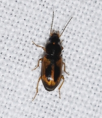 Acupalpus maculatus