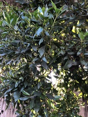 Pittosporum undulatum