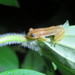 Stuhlmann's Spiny Reed Frog - Photo (c) John Lyakurwa, some rights reserved (CC BY), uploaded by John Lyakurwa