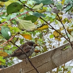 Passer domesticus