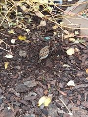 Passer domesticus