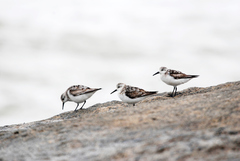 Calidris alba