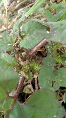 Xanthium strumarium canadense