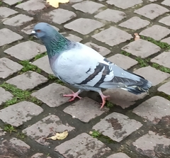 Columba livia domestica