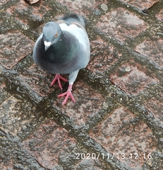 Columba livia domestica