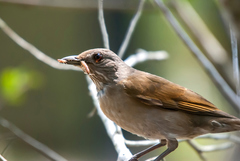 Turdus leucomelas