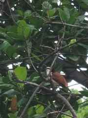 Campylorhynchus chiapensis