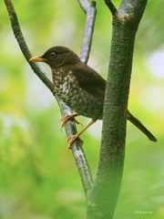 Turdus xanthorhynchus