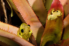 Phyllodytes luteolus