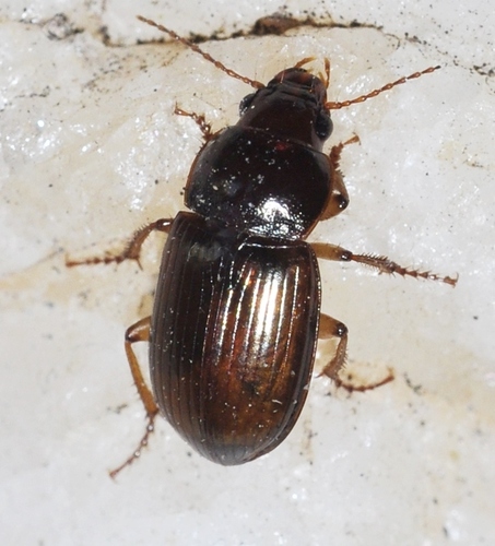 Representative image of Amara metallescens