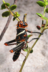 Tropidacris collaris