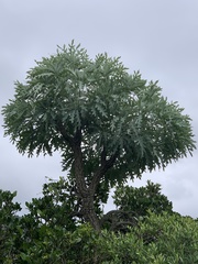 Cussonia paniculata sinuata