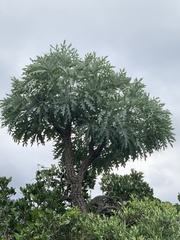 Cussonia paniculata sinuata