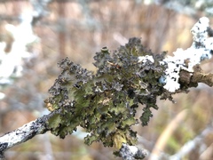 Tuckermanopsis americana