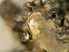 Tuckermanopsis americana