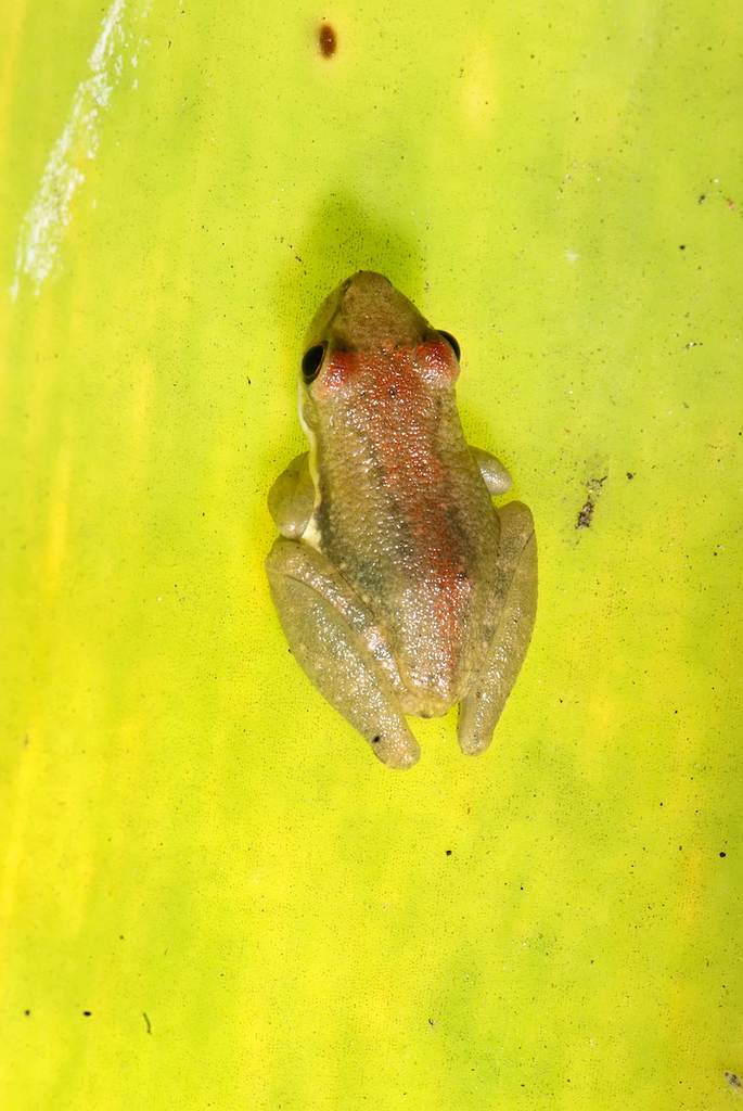 Agile Snouted Treefrog