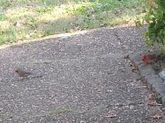 Cardinalis cardinalis