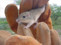 Chaetodipus hispidus