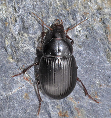 Amara gravidula testudinea