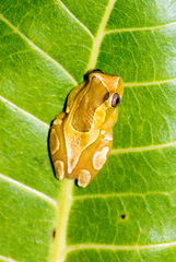 Dendropsophus elegans