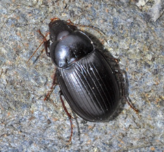 Amara gravidula testudinea