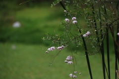 Oxystelma esculentum