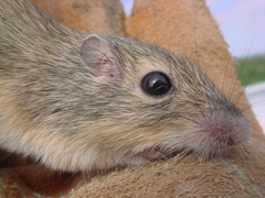 Chaetodipus hispidus