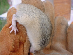 Chaetodipus hispidus