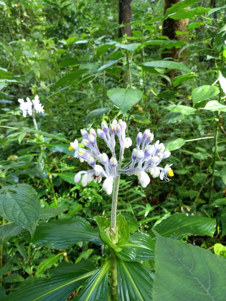 Tinantia standleyi