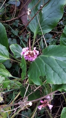 Bergenia